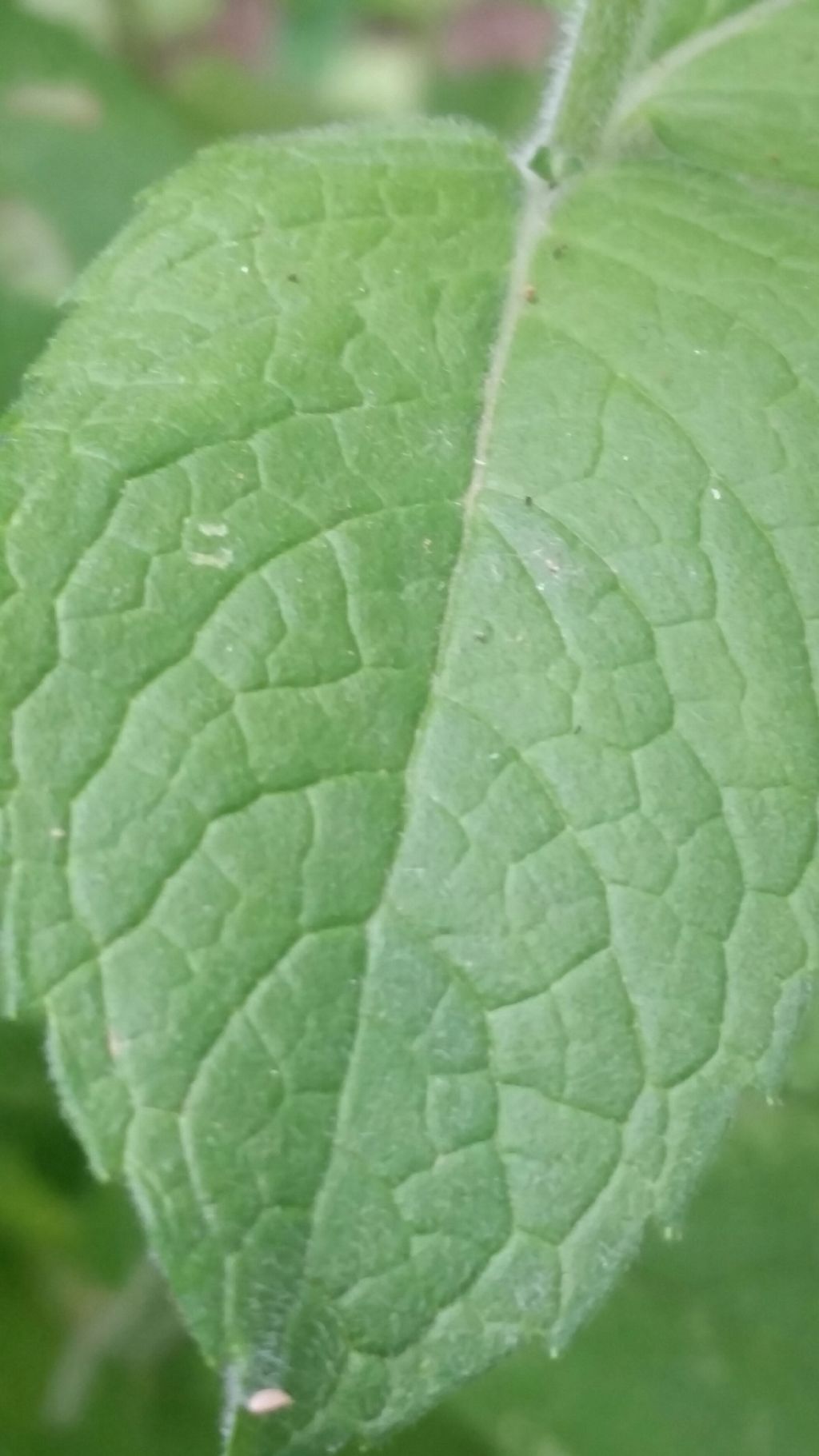 Menta silvestri?